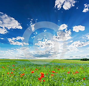 Poppy field, summer countryside landscape with blue sunny sky