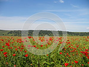 Poppy field, Summer landscape