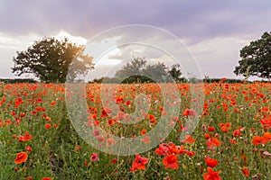 Poppy field at summertime