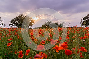 Poppy field at summertime