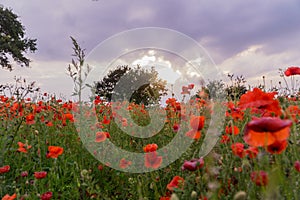 Poppy field at summertime