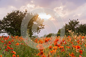 Poppy field at summertime