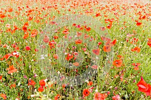 Poppy field at summertime