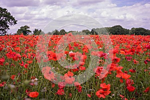 Poppy field at summertime