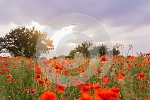 Poppy field at summertime