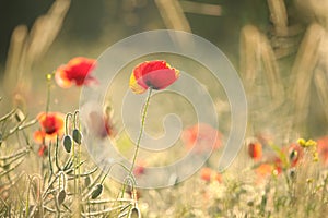 Poppy in the field on a sunnny spring morning