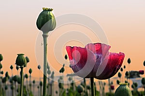 Poppy field at sunset