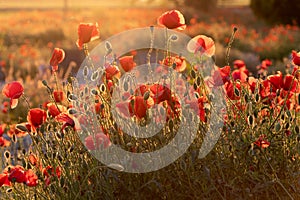 Poppy field at sunset. Beautiful field red poppies with selective focus