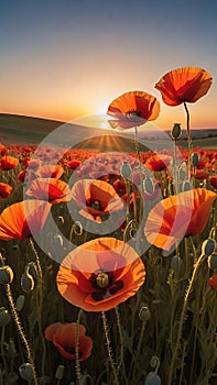 poppy field at sunset. Beautiful landscape with red poppies. Nature composition.