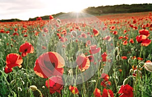 Poppy field at sunset with beautiful red flowers backlit by setting sun. Nature background. Beautiful summer landscape.