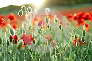 Poppy field at sunset with beautiful red flowers backlit by setting sun. Nature background. Beautiful summer landscape. Shallow