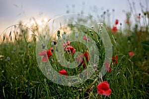 Poppy field on sunset, flowers and grass photo