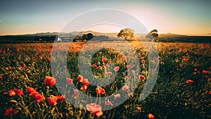 Poppy Field at sunset, Midlothian, Scotland