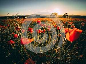 Poppy Field at sunset, Midlothian, Scotland