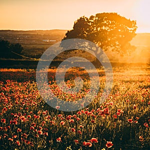 Poppy Field at sunset, Midlothian, Scotland