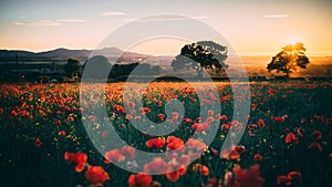 Poppy Field at sunset, Midlothian, Scotland