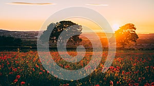 Poppy Field at sunset, Midlothian, Scotland