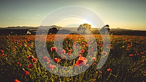 Poppy Field at sunset, Midlothian, Scotland