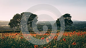 Poppy Field at sunset, Midlothian, Scotland