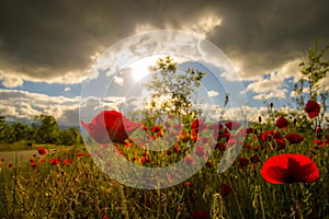 Poppy field on sunset