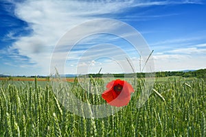 Poppy Field in Transylvania, Romania