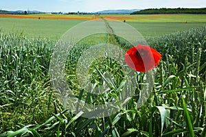 Poppy Field in Transylvania, Romania