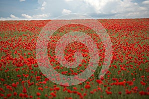 Poppy field under sky