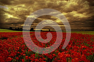 Poppy Field Under Stormy Skies