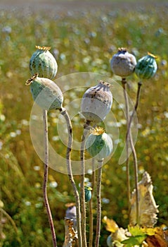 Poppy field with unripe poppy-heads ripe opium poppy head