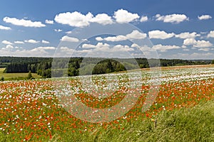 Poppy field, Vysoocina near Zdar nad Sazavou, Czech Republic