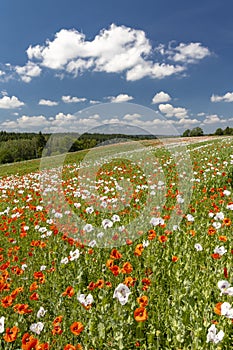 Poppy field, Vysoocina near Zdar nad Sazavou, Czech Republic
