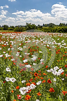 Poppy field, Vysoocina near Zdar nad Sazavou, Czech Republic