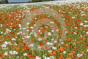 Poppy field, Vysoocina near Zdar nad Sazavou, Czech Republic