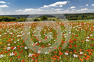 Poppy field, Vysoocina near Zdar nad Sazavou, Czech Republic