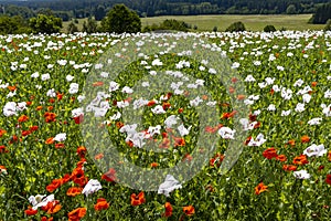 Poppy field, Vysoocina near Zdar nad Sazavou, Czech Republic