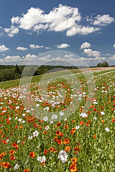 Poppy field, Vysoocina near Zdar nad Sazavou, Czech Republic