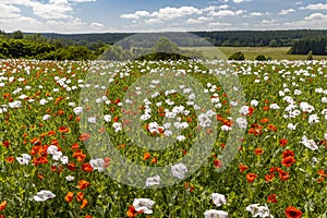 Poppy field, Vysoocina near Zdar nad Sazavou, Czech Republic