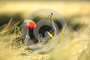 Poppy in the field of wheat on a sunnny spring morning