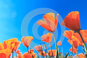 Poppy field and wild flowers in sunlight under a blue sky