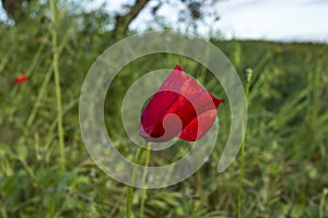 Poppy field. Wild poppy, red poppy, red weed, field weeds. Red poppy flowers in the field.