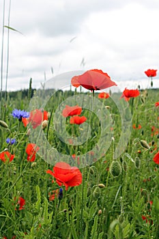 Poppy fields