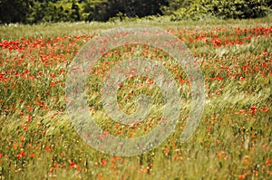 Poppy fields