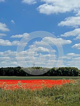 Poppy fields and a Bunch of Trees