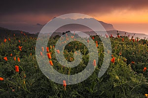 Poppy Fields, chiangmai, Thailand