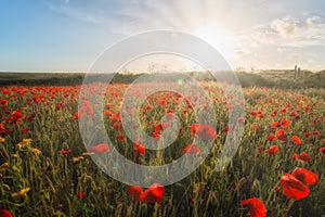 Poppy fields in Cornwall UK with sunlight and sunrays