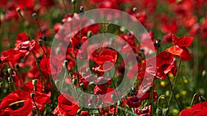 Poppy fields in Crimea