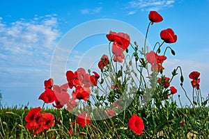 Poppy fields in Crimea