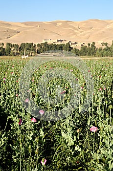 Poppy fields with donkey near Dowlatyar in Ghor Province, Afghanistan photo