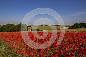 Poppy fields in the heart of Hampshire.
