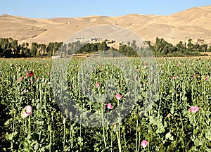Poppy fields near Dowlatyar in Ghor Province, Afghanistan photo